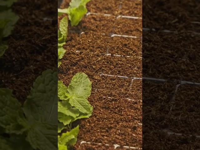 AI in Agriculture (Precision Agriculture) #aiinagriculture