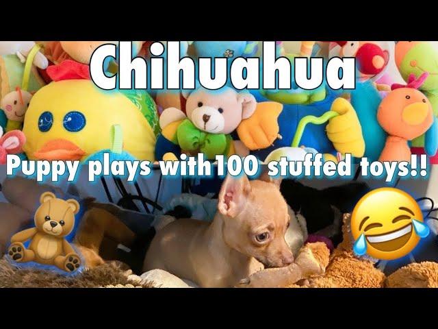 Chihuahua puppy playing with 100 Stuffed toys