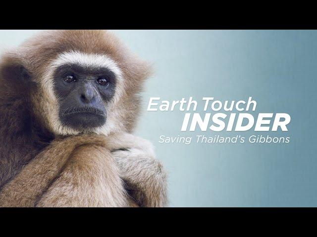 Victims of the trade: Gibbon rescue in Thailand
