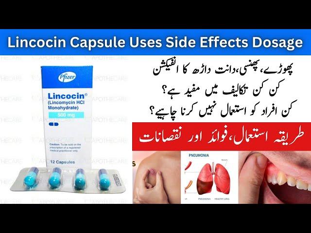 Lincocin Capsule 500mg Uses In Urdu | Lincomycin Capsule 500mg Uses In Urdu