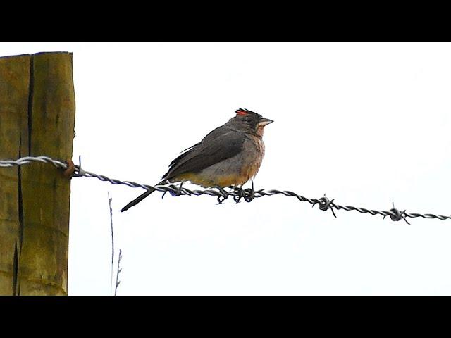 Pileated Finch calling bravo during drizzle in nature to stimulate males !!