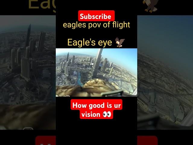 Epic Eagle Flight: Soaring Through the Sky in First-Person View!#shorts #short #science #facts