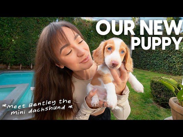 WE GOT A MINI DACHSHUND PUPPY!!! Vlogmas Day 11