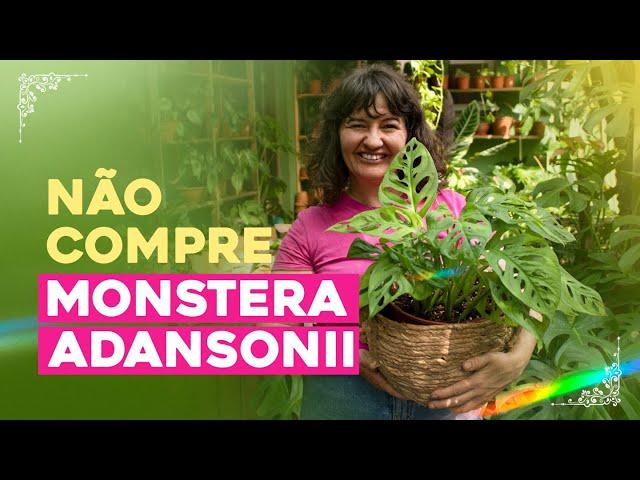 NÃO COMPRE MONSTERA ADANSONII sem antes assistir esse vídeo!