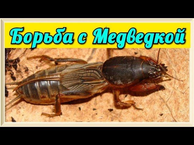 Медведка ( Капустянка ) народные способы борьбы | VolkoFF_video