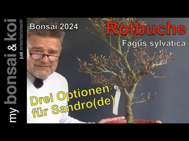 Bonsai 2024-28 - Rotbuche - Fagus sylvatica - Drei Optionen für Sandro(de)