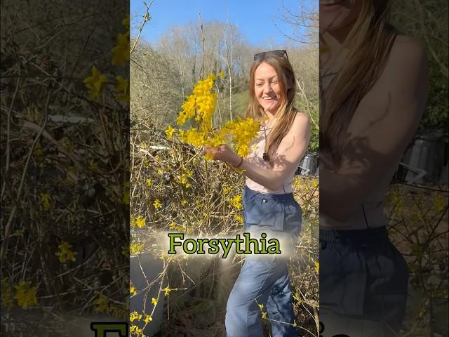 What’s your favourite edible flower?  #foraging #wildfood #permaculture