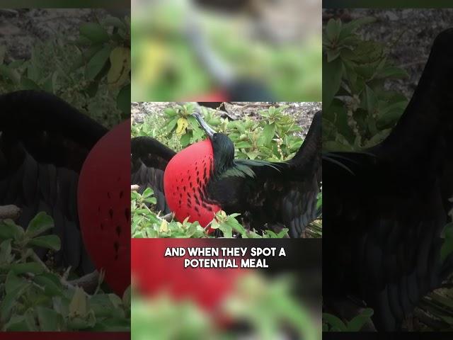Exploring the Wonders of the Frigate Bird