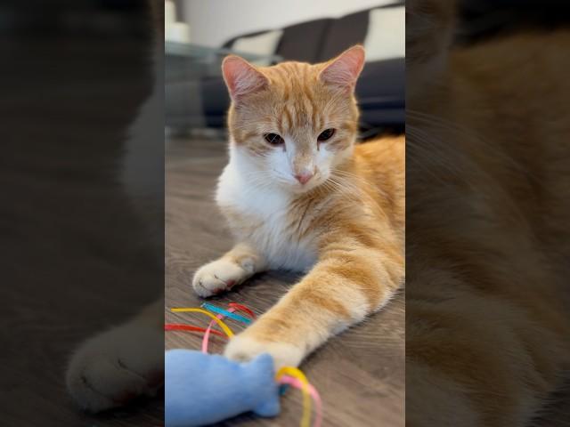 Пузико полное.Рыбка рядом. Жизнь удалась ️ #cat