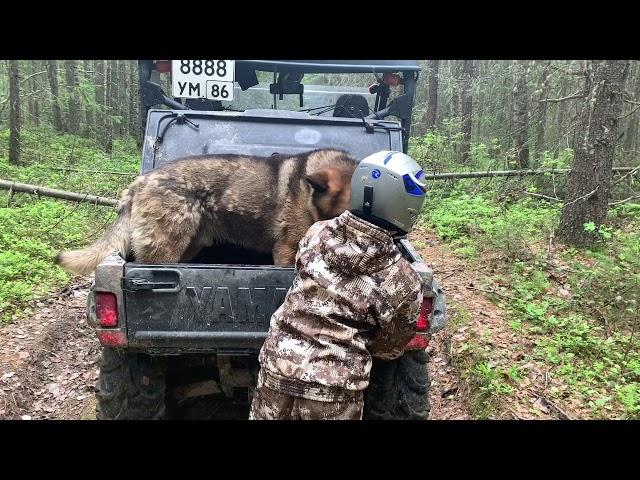 Путешествие с сыном по Шапшинским увалам, старыми дорогами и профилями.