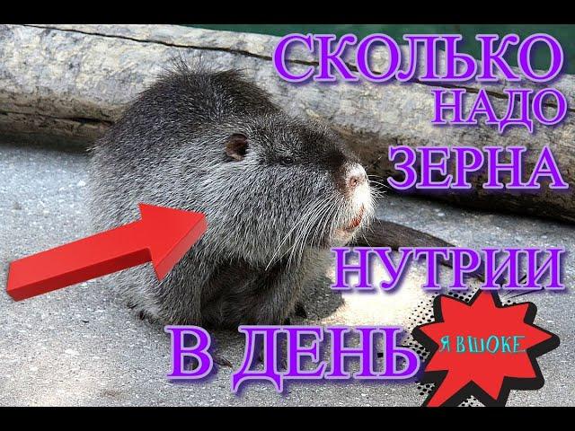 кормим нутрий кашей и  сеном!  сколько НУТРИЯ СЪЕСТ ЗА ДЕНЬ!