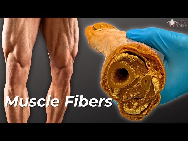 How Your Muscle Fibers Change With Exercise