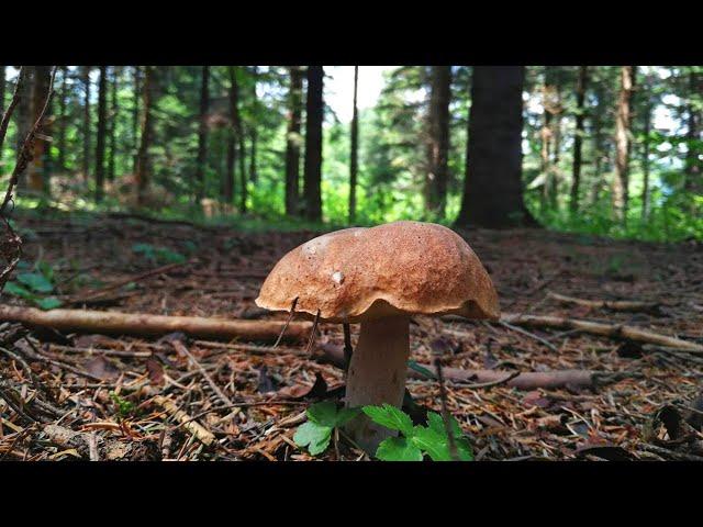 Mushrooms attack! Gathering of noble mushrooms. Mushrooms in August.