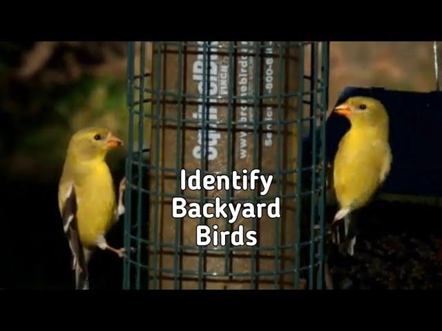 Common Backyard Birds in Ontario, Canada