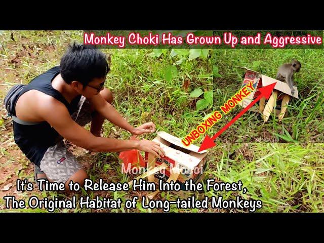 Release Monkey Long tail Choki into The Forest,He Has Grown Up and Aggressive Part.1 || Monkey