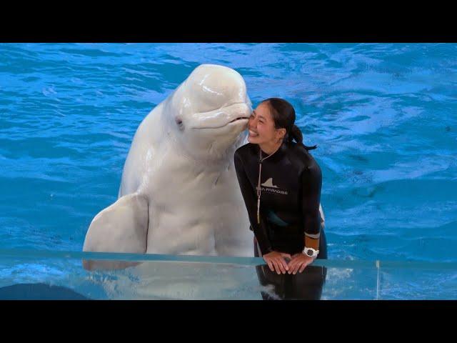 Beluga Whale Show At Yokohama Hakkeijima Sea Paradise 【4K】