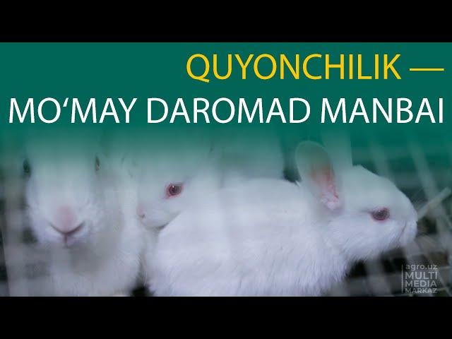 QUYONCHILIK — MO‘MAY DAROMAD MANBAI