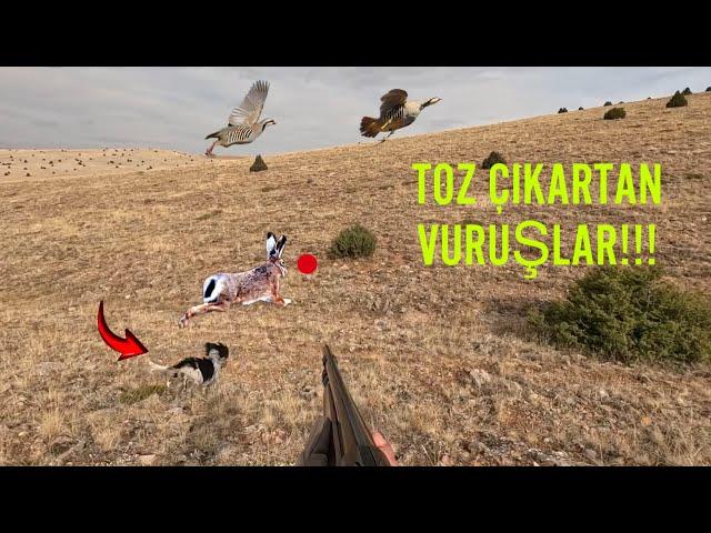 TAVŞAN KEKLİK AVI 2024 TOZ ÇIKARAN DUBLE VURUŞLAR SHOTKAM /RABBIT PARTRY HUNTING /ОХОТА НА КРОЛИКА