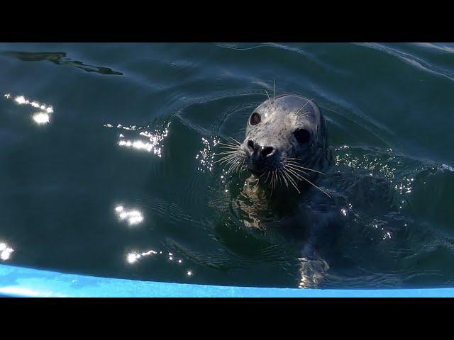 Canoeing with Seals: Puffin Island / Ynys Seiriol