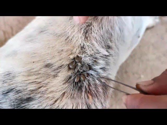 Get Removing ticks from Dog