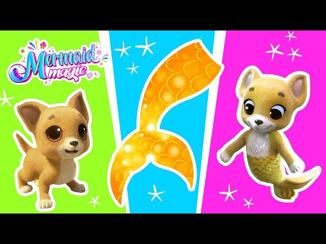 You won't believe this! A MERMAID DOG! | Mermaid Magic