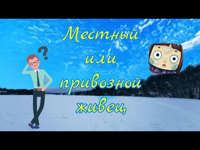 Модернизация жерлиц от бород. Нихромовые поводки. Глухозимье. Рыбалка в Беларуси.