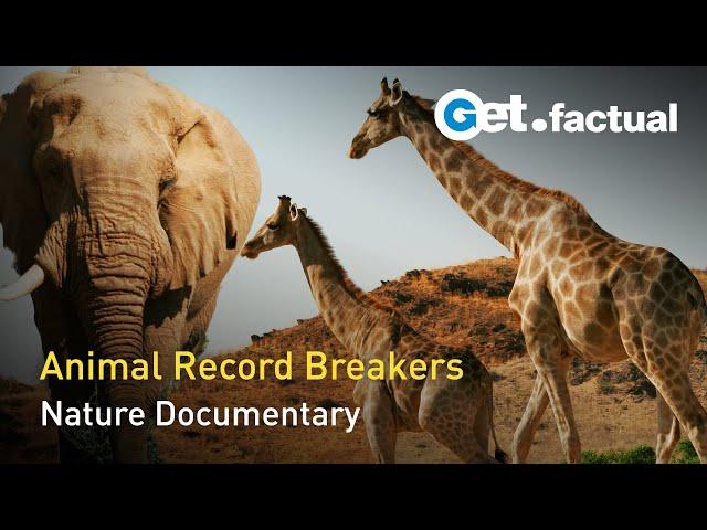 Animal Record Breakers | Full Nature Documentary
