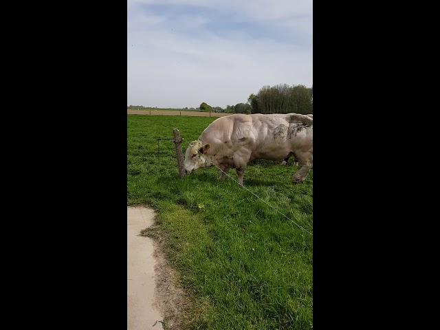 Огромный Бельгийский Бык #belgium #chechnya #animal #bigbull