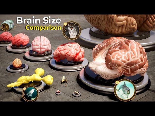 Size Comparison: Animals , Monster, Dinosaurs, Fictional  Brains