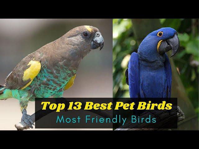 Top 13 Best Pet Birds for beginners -  Most Friendly Birds for Pets - Learning Video