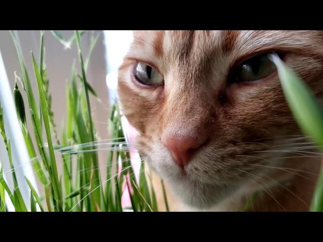 ASMR Best cat eating grass video!