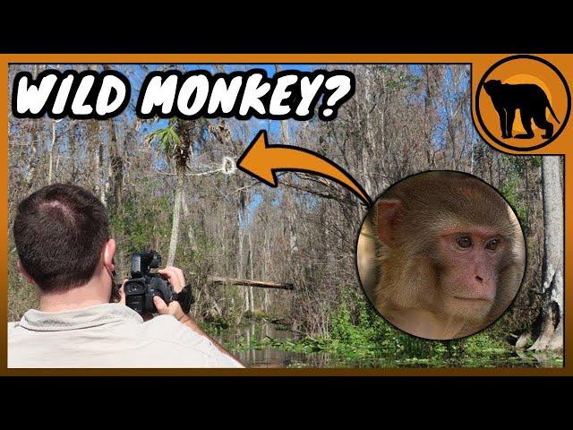 The WILD Monkeys of Florida - PART 1 Rhesus Macaques 