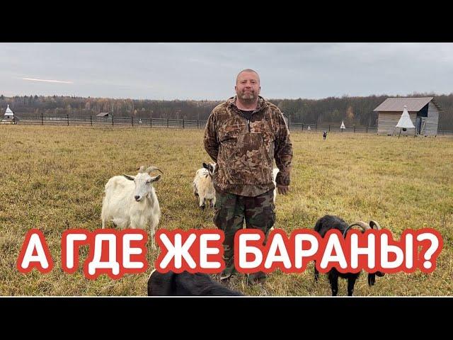 Козы или бараны? Каких животных разводить на даче?