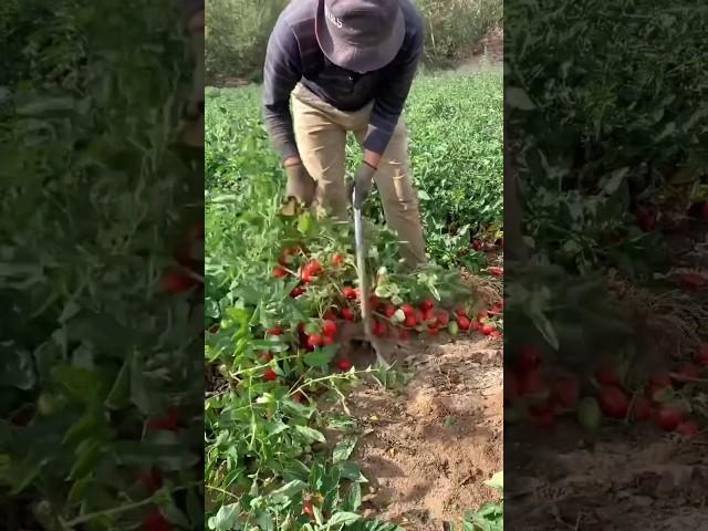 Tomato Harvest Amazing #farming #satisfying #shorts #agriculture #china #cropmanagement