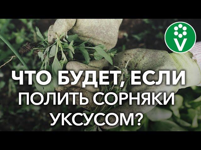 Как уничтожить сорняки? Проверяем популярные рецепты из интернета