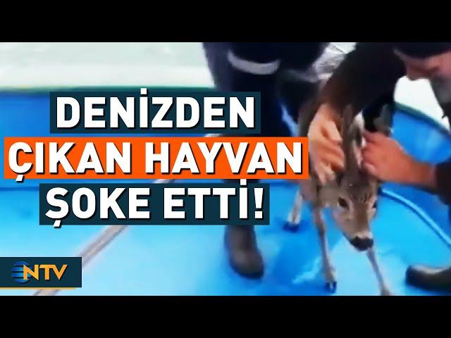 Bu Hayvanın Denizde Ne İşi Var? Bu Kez Balıkçıların Ağına Takılan Şey Şaşkınlığa Sebep Oldu! | NTV