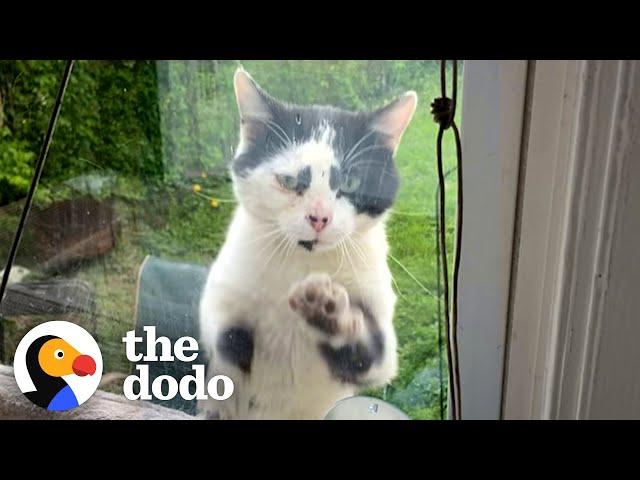 Stray Cat Paws At The Window Every Day Until Lady Adopts Him | The Dodo