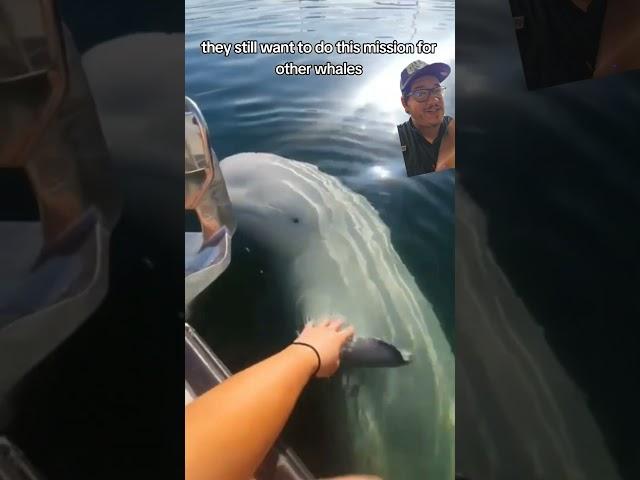 What happened to the Russian Spy Beluga whale?