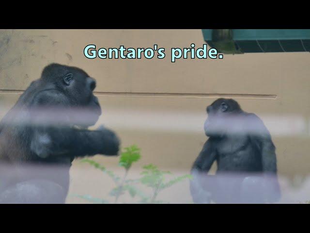 Gorilla Gentaro brags to Kintaro about his drumming.【Kyoto city zoo/Gorilla Fam】