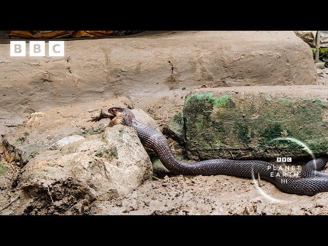 Extraordinary cobra hunt in the middle of a village | Planet Earth III - BBC