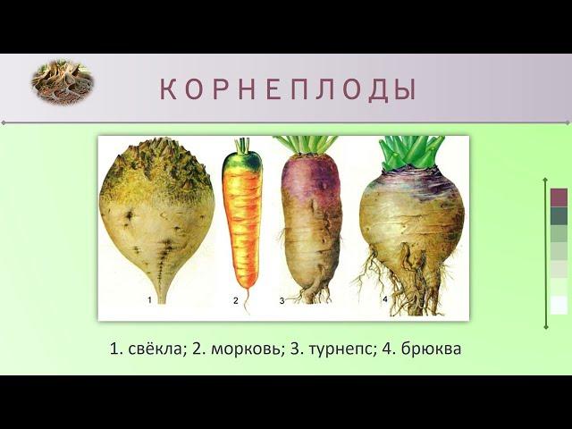 Видоизменения корней. Биология 6 класс.