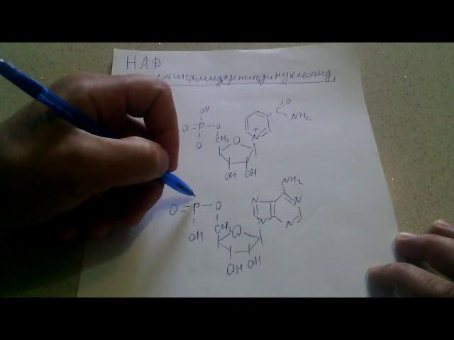 253.Что такое кофермент НАД