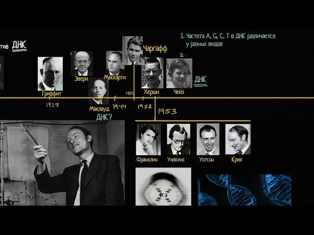 Открытие двойной спирали ДНК(видео 3) | ДНК. Молекулярная генетика | Биология