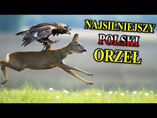 ORZEŁ PRZEDNI Polujący na Sarny, Wilki, Kozice, Głuszce | Najsilniejszy Polski Orzeł