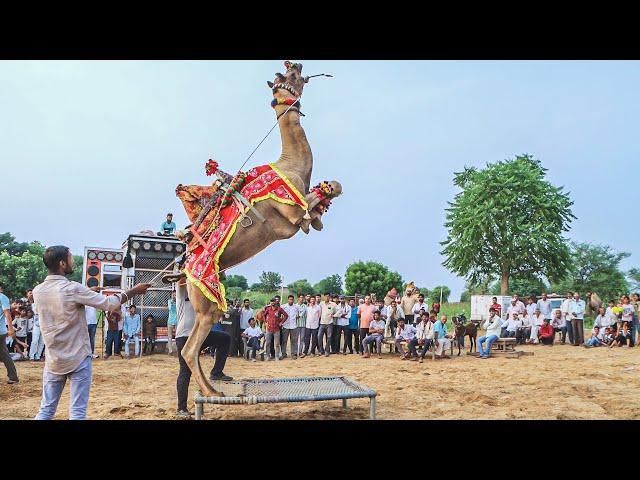 ऊंट ने किया आग मुँह में लेके जम्प  || New Rajasthani Song 2024 || New Camel Dance #priyanshu