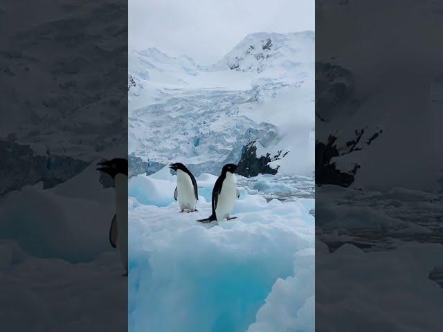  PENGUINS LIFE Amazing video Clips | Penguins Mating | Wildsafari |