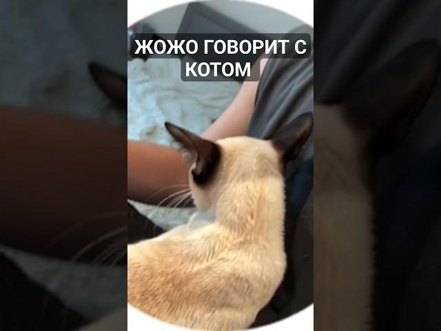 ЖОЖО РАЗГОВАРИВАЕТ С КОШКОЙ