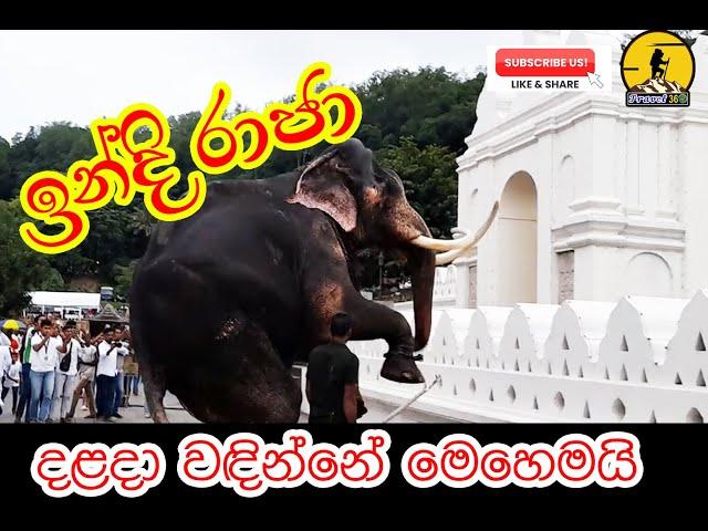 How the great Tusker Indi Raja worships Temple of the Tooth Relic | ඉන්දි රාජා දළදා වඳින්නේ මෙහෙමයි