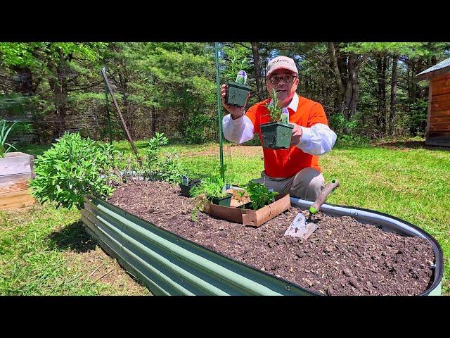 Gardening in Planting Zone 5a and a Tomato Plant Tip