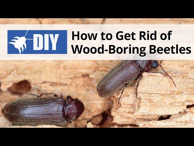 How to Get Rid of Wood Boring Beetles | DoMyOwn.com